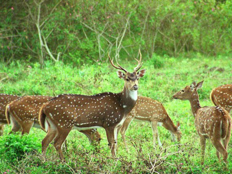 Deer Park